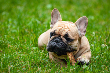 Fototapeta premium French bulldog chews a stick on the grass in the park.