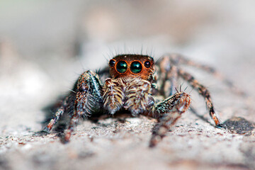 Jumping spiders are a group of spiders that constitute the family Salticidae