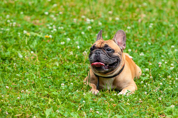 Fototapeta premium A French bulldog lies on the green grass in the park.