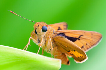 Essex Skipper - a beautiful little orange butterfly in the grass close up. Macro