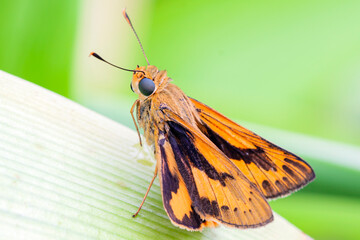 Essex Skipper - a beautiful little orange butterfly in the grass close up. Macro