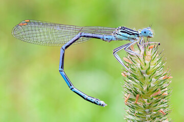 Enallagma cyathigerum (common blue dragonfly) in the grass Close-up. Macro.