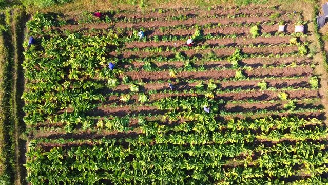 workers are harvesting tobacco in the rice fields, footage from a height using a 4k drone, a village in East Java indonesia.