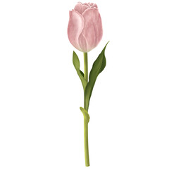 Pink tulip flower illustration