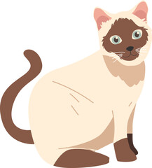 seamese cat