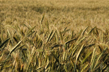 triticale crop