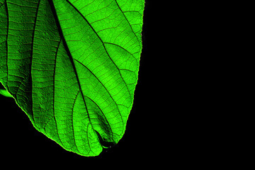 Green leaves and lights on a black background