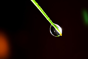 Drops of water on the top of the leaves and black background.