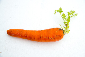 Carrot vegetable shoots, carrot plants, carrots on a white background
