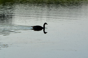 Canadian goose swimming in a farm pond