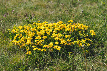 Fototapeta premium Spanish gorse or Carqueixa, Genista tridentata pea-like yellow flowers. The blossoming genista Spanish, Spanish broom, Spartium junceum L.