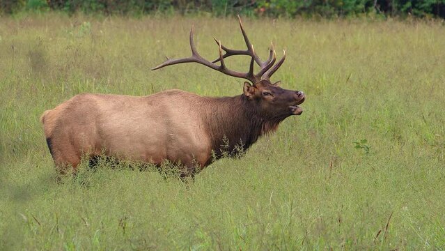 A bull elk bugling