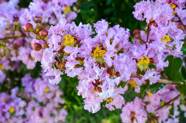 Obraz premium Crape Myrtle Flower