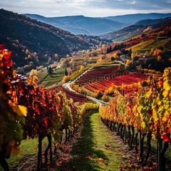 Fototapeten autumn hillside vineyard full of fallen coloured leaves . AI generative. © Dar1930