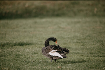 Black Swan sitting in a grassy field.