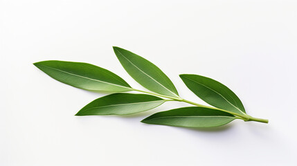 Olive leaf on a white background