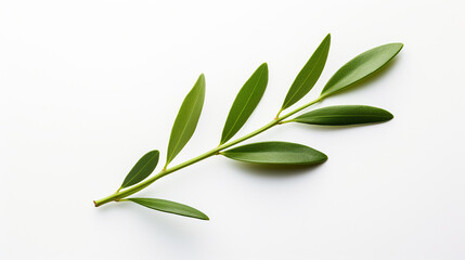 Olive leaf on a white background - Powered by Adobe