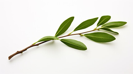 Olive leaf on a white background