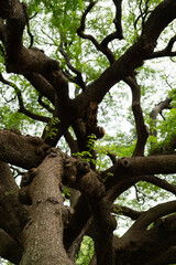 The Giant Rain Tree (Giant Chamchuri tree) important landmark of Kanchanaburi
