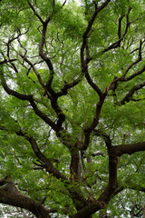 The Giant Rain Tree (Giant Chamchuri tree) important landmark of Kanchanaburi