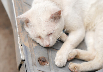 A cat with symptoms of infection by the Sarcoptes scabiei mite, also known as sarcoptic mange or scabies, on its face and ear. 