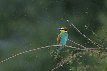 la pluie