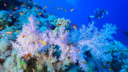 Underwater photo of colorful soft corals and a scuba diver