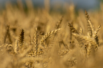 Wheat field before summer harvest
