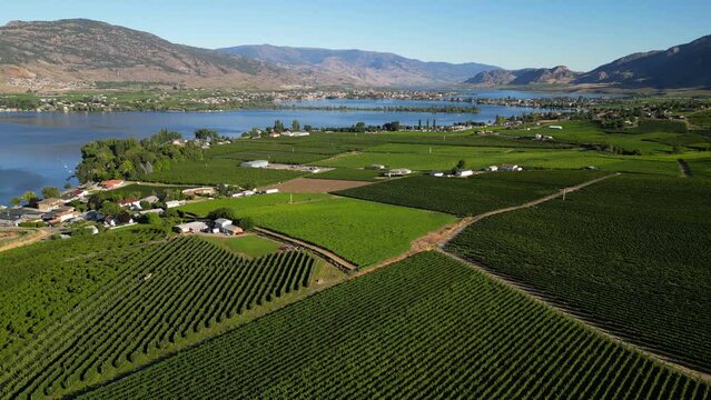 Canadian agricultural landscape aerial of a vineyard in the Okanagan Valley in Osoyoos, British Columbia, Canada.