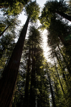 Redwood trees in the forest with sunburst