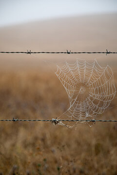 Spider web on rural fence at sunrise