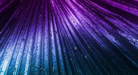 扇状に直線が並ぶ紫と緑・青色のブラックライトに照らされ鈍く光る　雨に濡れ水滴がついた南国のヤシの葉　トロピカルな背景・壁紙　バカンス・リゾート - obrazy, fototapety, plakaty