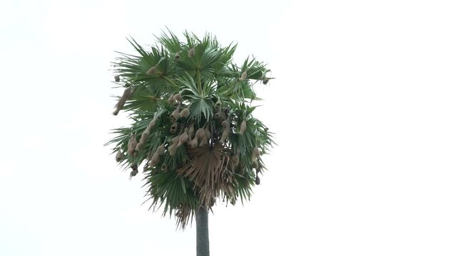 Weaver bird nest in an asian palmyra palm tree waiving in the wind , wide view of bird nests