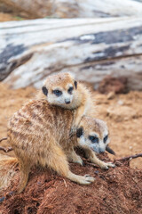 A group of cute meerkats. Meerkat Family are sunbathing.