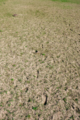 Animal Tracks in Dried Mud at a Low Water Reservoir