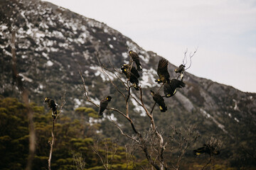 Flock of Yellow-Tailed Black Cockatoos on a tree in Cradle Mountain, Tasmania 