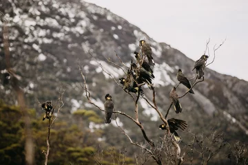 Photo sur Plexiglas Mont Cradle Flock of Yellow-Tailed Black Cockatoos on a tree in Cradle Mountain, Tasmania 