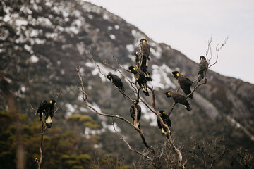 Flock of Yellow-Tailed Black Cockatoos on a tree in Cradle Mountain, Tasmania 