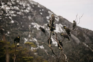 Crédence de cuisine en verre imprimé Mont Cradle Flock of Yellow-Tailed Black Cockatoos on a tree in Cradle Mountain, Tasmania 