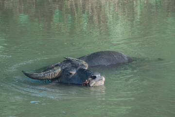 Fototapeta na wymiar alligator in the water