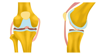 シンプルなひざ関節のイラスト