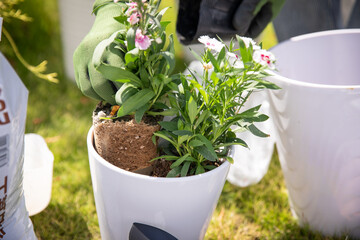 花を育てる　gardening