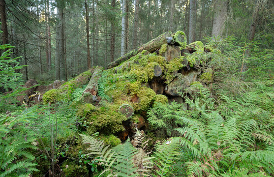 Pilie of coniferous trees left in natural forest to decay, creating important habitat for insects and fungi