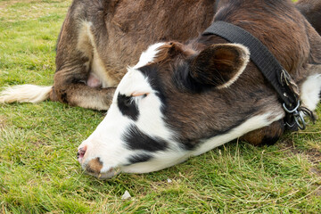 Young cow resting in green grass. Calf sleeping in the straw.