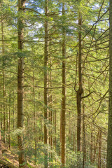 Summer forest landscape with morning light. Path through the sunny spruce forest.