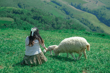 sheep and lamb