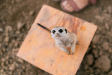 meerkat in the zoo