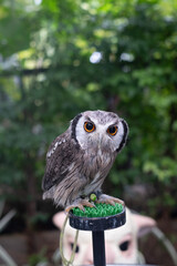 horned owl