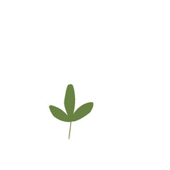 plant leaf isolated on white