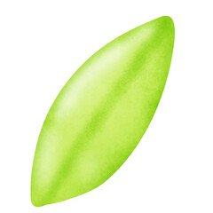 Water color green leaf  illustration